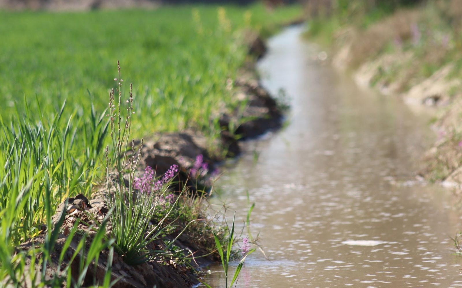 A muddy irrigation canal runs alongside a green crop field with wildflowers on its bank
